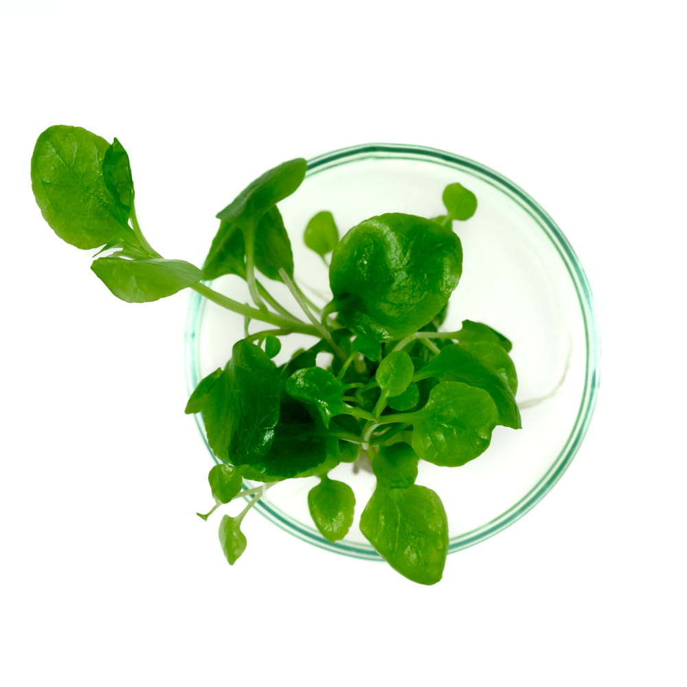 Lobelia Cardinalis sp MINI in vitro